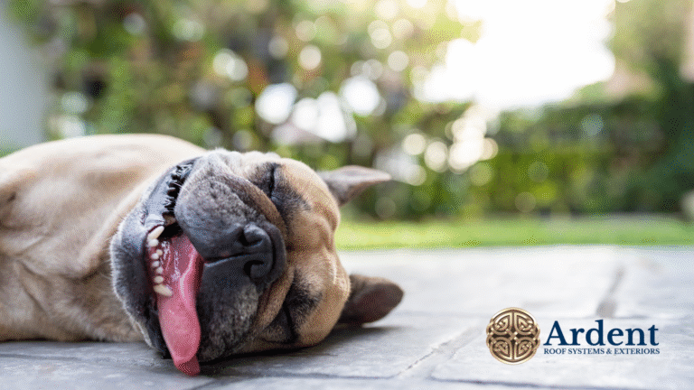 a dog in the hot summer sun: heat exposure vs heat stroke